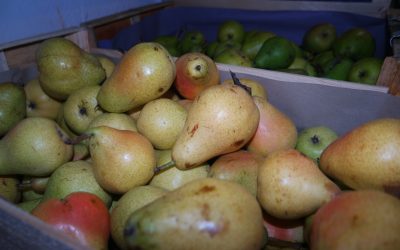 fraise bio à laroque-des-alberes : votre source de fruits et légumes bio locaux