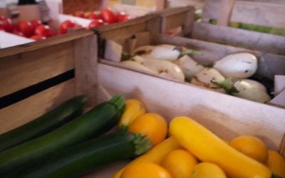 courgette bio à sainte-marie : votre source de fruits et légumes bio locaux